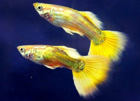 ГУППИ ЖЕЛТЫЙ МИКАРИФ - Guppy mikarif— Рыбка Дома — Магазин аквариумных рыбок - RIBDOM.RU