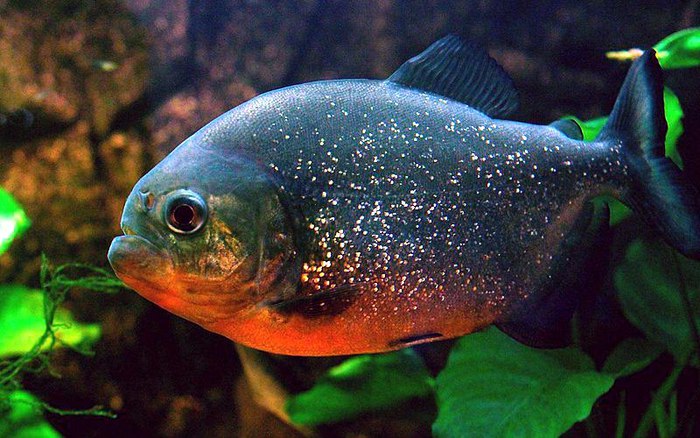 ПИРАНЬЯ ХИЩНАЯ НАТТЕРЕРА КРАСНОБРЮХАЯ - ​​Pygocentrus nattereri