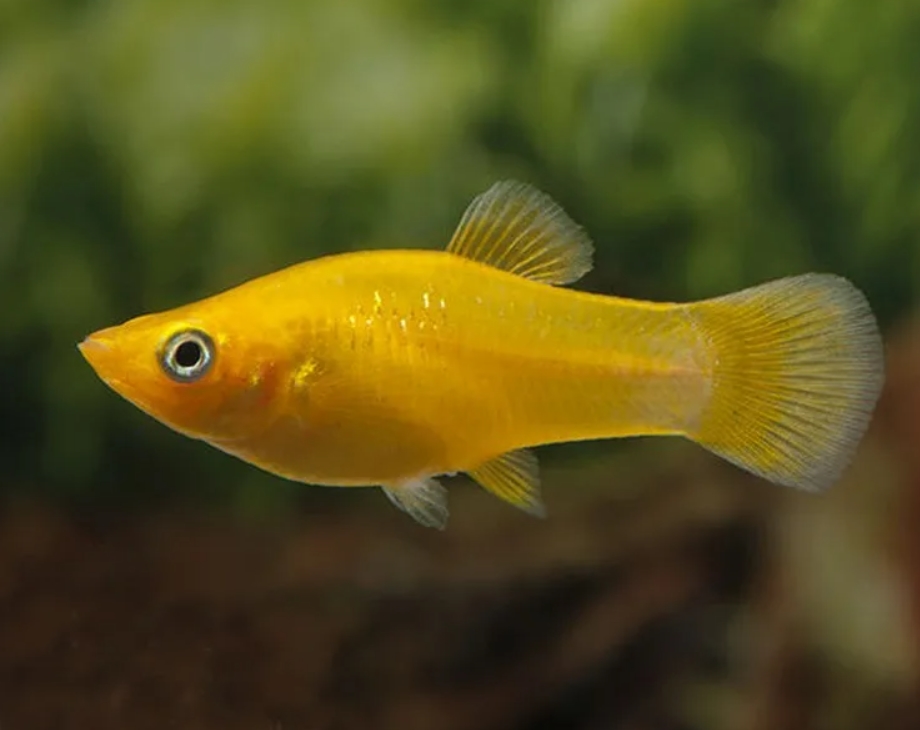Моллинезия Молли. Желтая Моллинезия аквариумная рыбка. Молли желтая аквариумная рыбка. Моллинезия сфенопс. Моллинезия аквариум рыбка