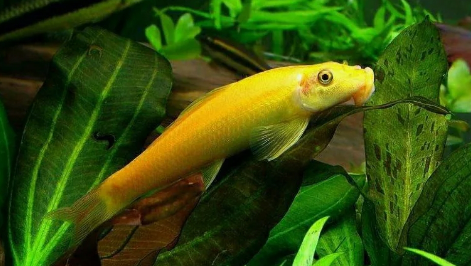 Аквариумная рыбка санитар. Рыбка гиринохейлус золотой. Гиринохейлус рыбка аквариумная. Сомик гиринохейлус. Китайский водорослеед гиринохейлус.