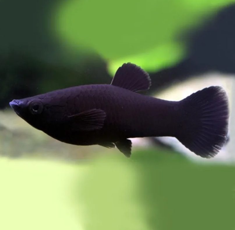 Черная рыба жив. Моллинезия аквариумная рыбка. Аквариумная рыбка Моллинезия черная. Чёрная Молли (Моллинезия). Рыбка Моллинезия черная.