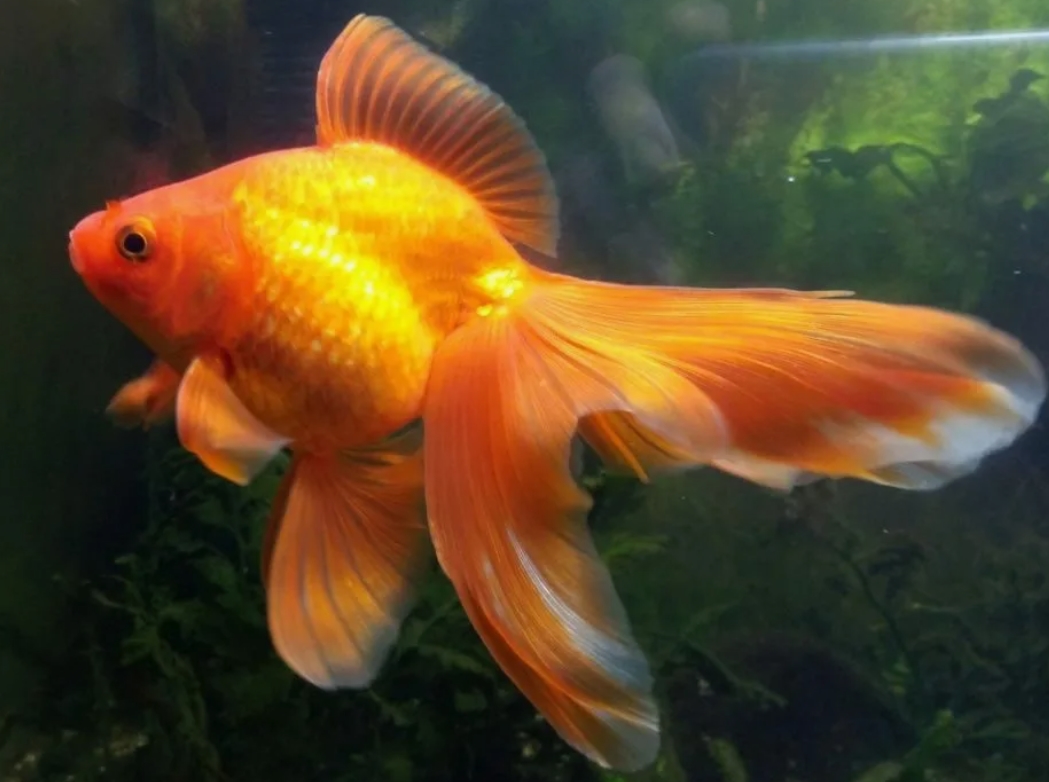 Рыбка золотого цвета. Золотая рыбка вуалехвост. Вуалехвост рыбка аквариумная. Вуалехвост золотой. Жемчужный вуалехвост.