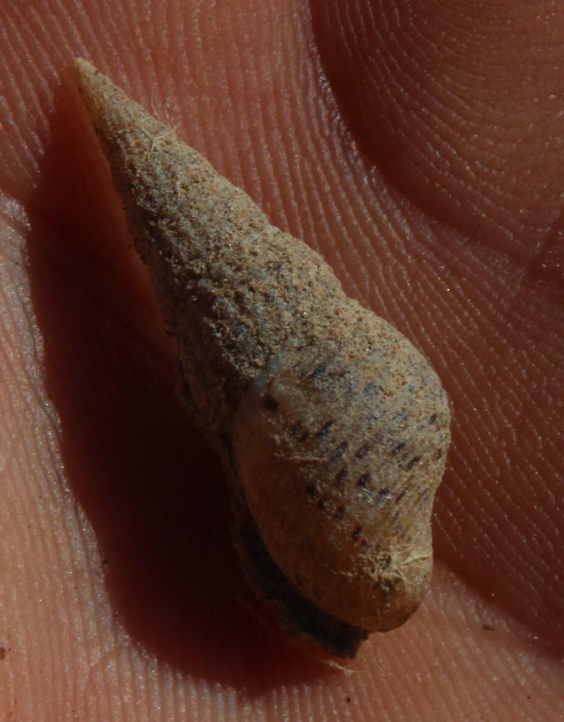 Melanoides tuberculata — вид тропических улиток семейства Thiaridae, также известен как песчаная мелания.