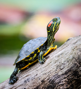 Trachemys scripta elegans — подвид красноухой черепахи из семейства пресноводных черепах.