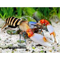 РАК ЗЕБРА - Papuan Zebra Crayfish - Cherax peknyi