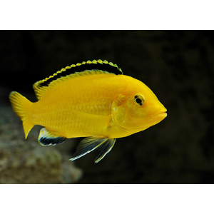 ЛАБИДОХРОМИС ЕЛЛОУ 4-5см - Labidochromis caeruleus