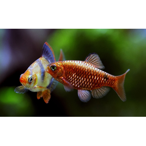 БАРБУС ОГНЕННЫЙ ЗОЛОТОЙ