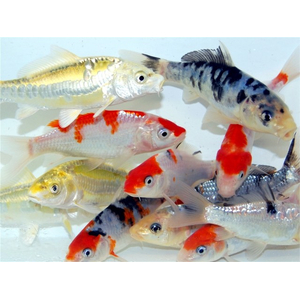 КАРП КОИ ТРИКОЛОР