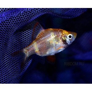 Барбус суматранский альбинос Гонконг (Puntigrus tetrazona 'Albino Hong Kong') — селекционная форма суматранского барбуса (Puntigrus tetrazona). Это активная, стайная аквариумная рыбка.