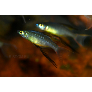 купить ириатерина вернера  в Москве можно заказать доставку через Интернет-магазин Рыбка Дома