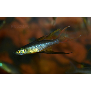 купить ириатерина вернера  в Москве можно заказать доставку через Интернет-магазин Рыбка Дома