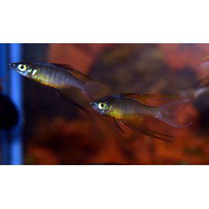 купить ириатерина вернера  в Москве можно заказать доставку через Интернет-магазин Рыбка Дома