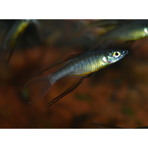 купить ириатерина вернера  в Москве можно заказать доставку через Интернет-магазин Рыбка Дома