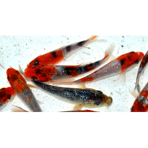 КАРП КОИ ТРИКОЛОР