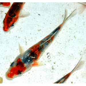 КАРП КОИ ТРИКОЛОР