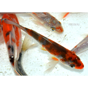 КАРП КОИ ТРИКОЛОР