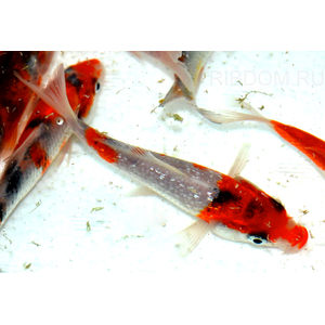 КАРП КОИ ТРИКОЛОР