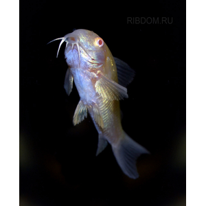 сомики коридорасы купить в Москве в интернет-магазине Рыбка Дома