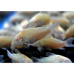 сомики коридорасы купить в Москве в интернет-магазине Рыбка Дома