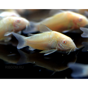 сомики коридорасы купить в Москве в интернет-магазине Рыбка Дома