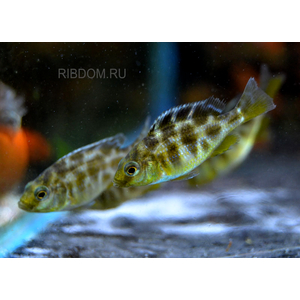 ЛЕОПАРД ЗОЛОТОЙ 4-5см - Haplochromis venustus