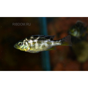 ЛЕОПАРД ЗОЛОТОЙ 4-5см - Haplochromis venustus
