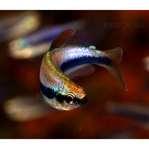 НЕОН ФИОЛЕТОВЫЙ, ТЕТРА КЕРРИ - Inpaichthys kerri