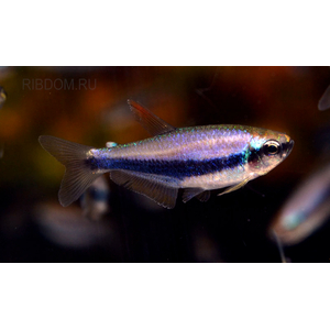 НЕОН ФИОЛЕТОВЫЙ, ТЕТРА КЕРРИ - Inpaichthys kerri