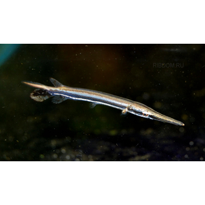 ПАНЦИРНАЯ ЩУКА ФЛОРИДСКАЯ -  (Lepisosteus platyrhincus)