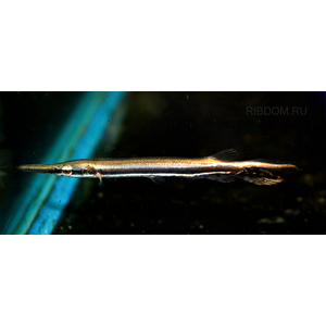 ПАНЦИРНАЯ ЩУКА ФЛОРИДСКАЯ -  (Lepisosteus platyrhincus)