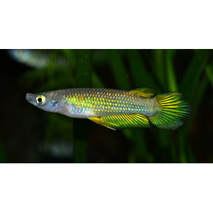 купить щучка аплохейлус линеатус золотая  в Москве можно заказать доставку через Интернет-магазин Рыбка Дома