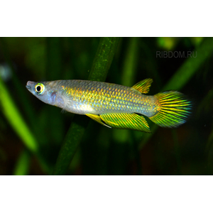 купить щучка аплохейлус линеатус золотая  в Москве можно заказать доставку через Интернет-магазин Рыбка Дома