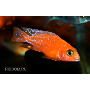 АУЛОНОКАРА ОРХИДЕЯ 4-5см ЦИХЛИДА оз. МАЛАВИ