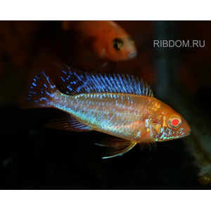 АУЛОНОКАРА ОРХИДЕЯ 4-5см ЦИХЛИДА оз. МАЛАВИ