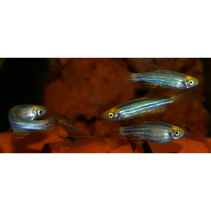 ДАНИО ГЛО СИНИЙ/ГОЛУБОЙ