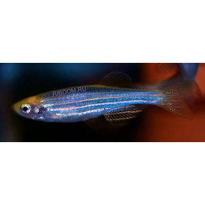 ДАНИО ГЛО СИНИЙ/ГОЛУБОЙ