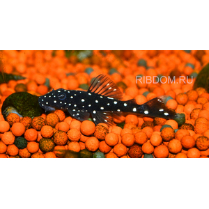 L184 АНЦИСТРУС БРИЛЛИАНТОВЫЙ - Ancistrus sp. L184
