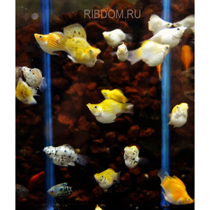 МОЛЛИНЕЗИЯ БАЛЛОН ДАЛМАТИН