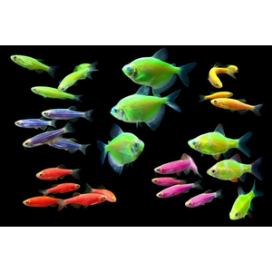 ТЕРНЕЦИЯ ГЛО КРАСНАЯ КРУПНАЯ (красный глаз)