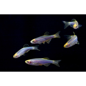 ДАНИО ГЛО СИНИЙ/ГОЛУБОЙ