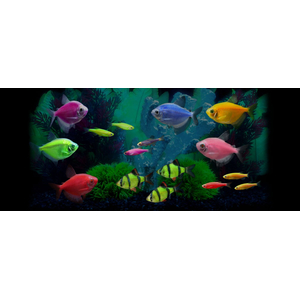 ТЕРНЕЦИЯ ГЛО РОЗОВАЯ