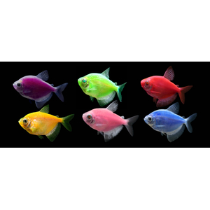 ТЕРНЕЦИЯ ГЛО РОЗОВАЯ