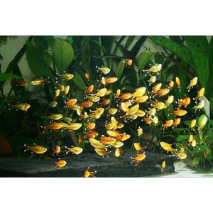 Тетра медная (лат. Hasemania nana) — пресноводная лучепёрая рыбка из семейства Харациновые. Названа в честь американского ихтиолога и аквариумиста Джона Хасмана.