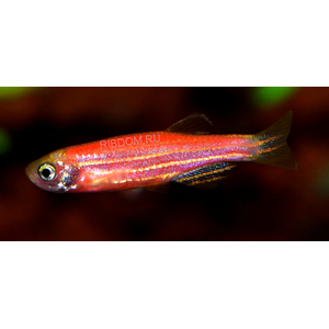 ДАНИО ГЛО АЛЫЙ КОРАЛЛ