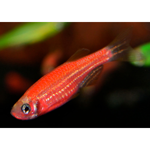 ДАНИО ГЛО АЛЫЙ КОРАЛЛ