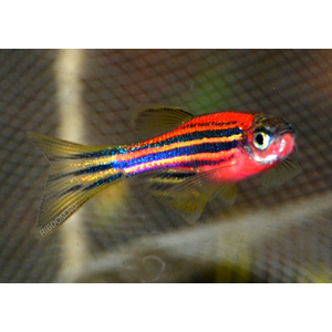 ДАНИО ГЛО КРАСНЫЙ АРБУЗ