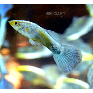 ГУППИ СИНИЙ ТУРКИС (самец/самка)