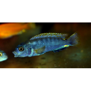 ЛАБИДОХРОМИС ХОНГИ 4-5см - Labidochromis Hongi