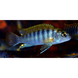 ЛАБИДОХРОМИС ХОНГИ 4-5см - Labidochromis Hongi
