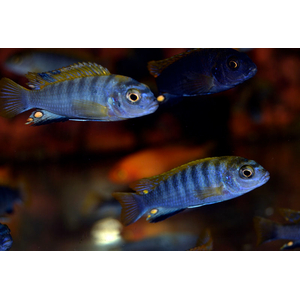 ЛАБИДОХРОМИС ХОНГИ 4-5см - Labidochromis Hongi
